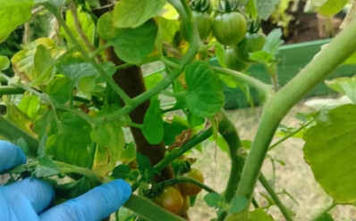 Hortikuloterapia w naszym ogrodzie